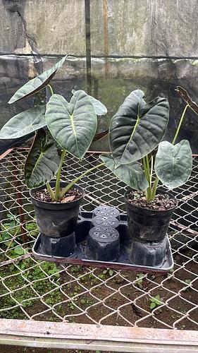 Alocasia Hueso Dorado en Tres Valles, Veracruz