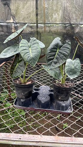 Alocasia Hueso Dorado en Tres Valles, Veracruz