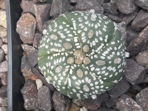 Astrophytum Asterias Five Ribs en Guadalupe, Nuevo León