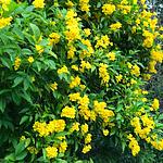 Tronadora / Arbusto de Trueno