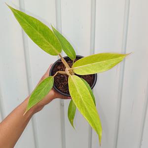 Philodendron Calkins Gold