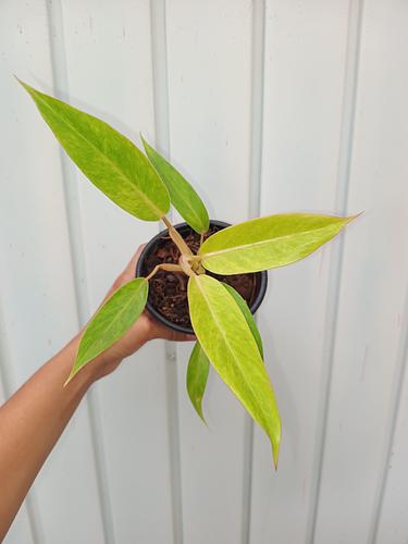 Philodendron Calkins Gold en Berriozábal, Chiapas