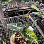 Alocasia Terciopelo