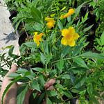 Tronadora / Arbusto de Trueno