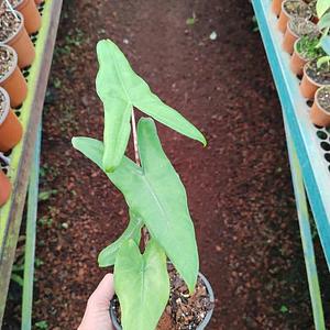 Alocasia Tigrina Superba