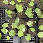 Monstera Thai Constellation