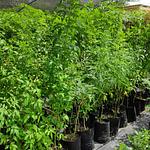 Tronadora / Arbusto de Trueno