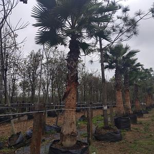 Palma Washingtonia