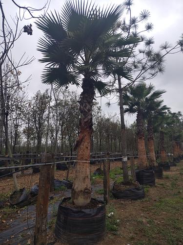 Palma Washingtonia en Montemorelos, Nuevo León