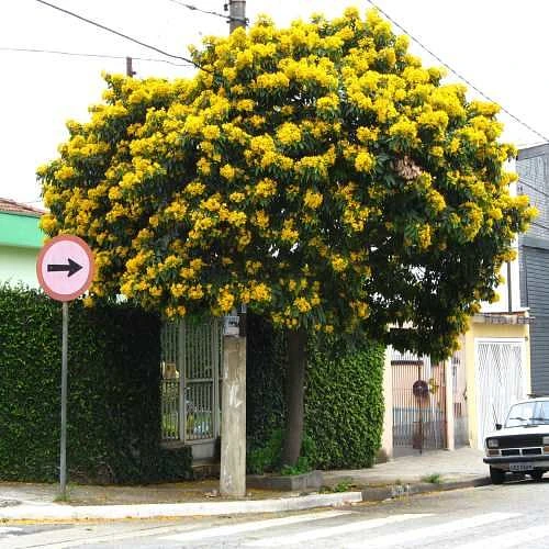 Tronadora / Arbusto de Trueno en Allende, Nuevo León