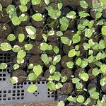 Monstera Thai Constellation