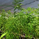 Tronadora / Arbusto de Trueno