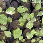 Monstera Thai Constellation