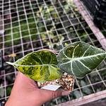 Alocasia Terciopelo