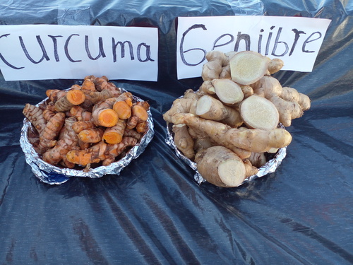 Jengibre en Santa Catarina, Nuevo León