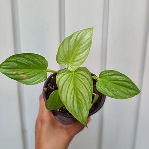 Philodendron Mamei