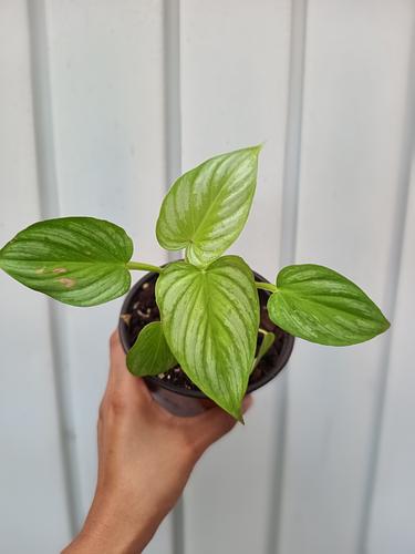 Philodendron Mamei en Berriozábal, Chiapas