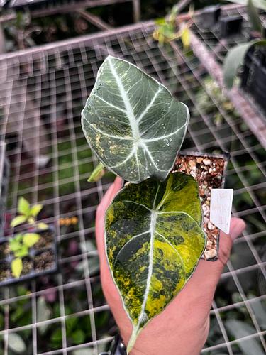 Alocasia Terciopelo en Tres Valles, Veracruz