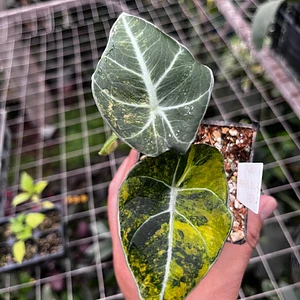 Alocasia Terciopelo