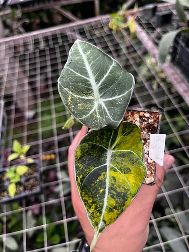 Alocasia Terciopelo en Tres Valles, Veracruz