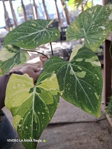 Philodendro en Guadalupe, Nuevo León