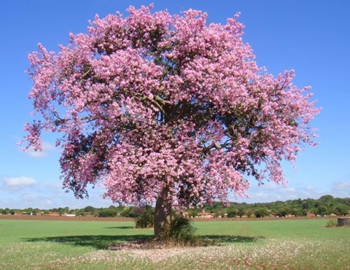 Guayacan Rosado en Allende, Nuevo León