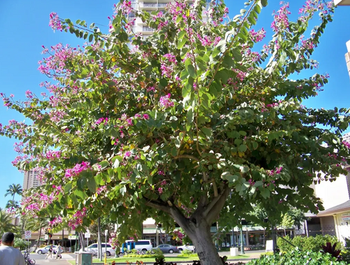 Árbol de las Orquídeas (pata de Vaca) en Allende, Nuevo León