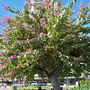 Árbol de las Orquídeas (Pata de Vaca)