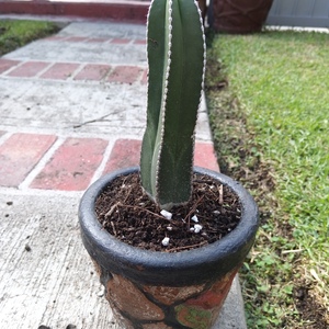 Cactus Organo