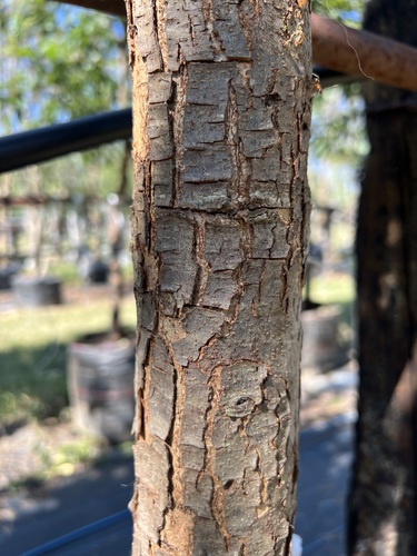 Encino Roble en Montemorelos, Nuevo León