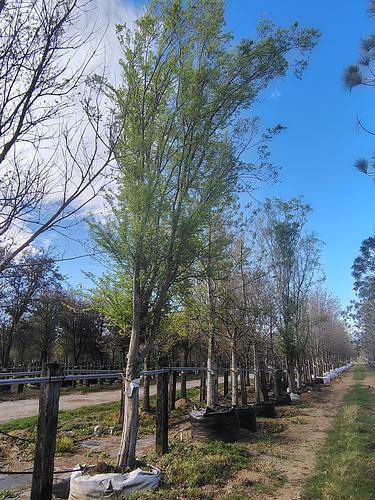 Árbol de Olmo en Montemorelos, Nuevo León