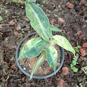 Alocasia Amazónica Variegada