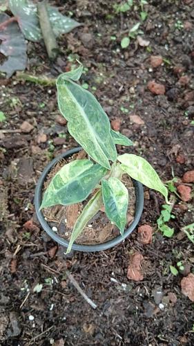 Alocasia Amazónica Variegada en Jiutepec, Morelos