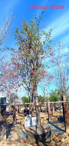 Encino Roble en Montemorelos, Nuevo León