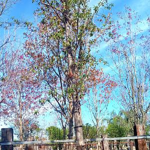 Encino Roble