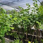 Árbol de las Orquídeas (Pata de Vaca)