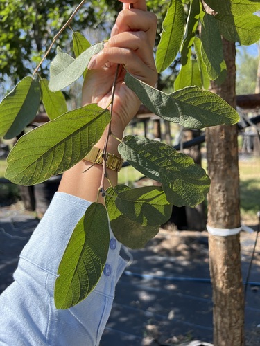 Encino Roble en Montemorelos, Nuevo León