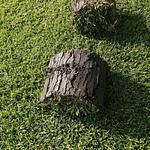 Pasto en Rollo Cuernavaca San Agustin Hoja Ancha.