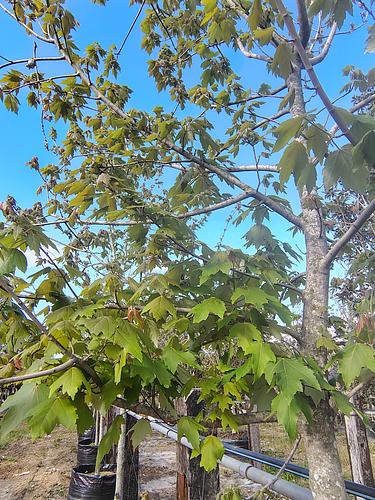 Maple Canadiense en Montemorelos, Nuevo León