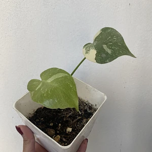 Monstera Thai Constellation