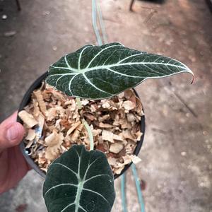 Alocasia Little Queen