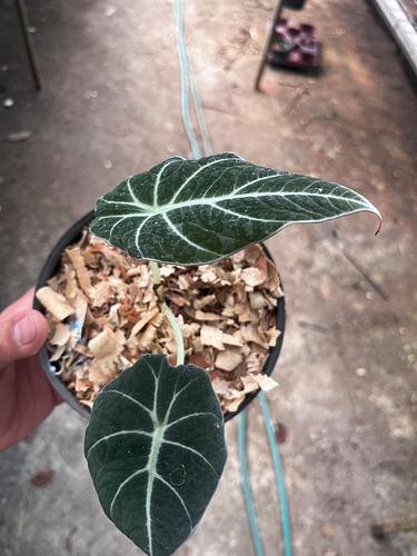 Alocasia Little Queen en Tres Valles, Veracruz