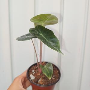 Alocasia Nairobi Nights