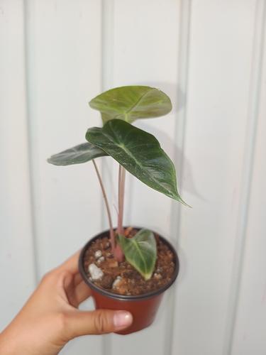 Alocasia Nairobi Nights en Berriozábal, Chiapas