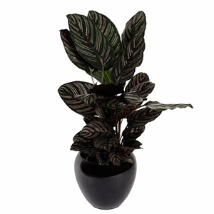 Calathea Sanderiana