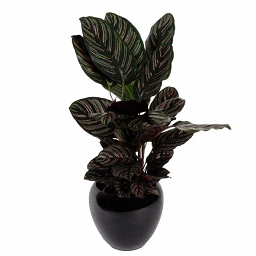 Calathea Sanderiana en Cancún, Quintana Roo