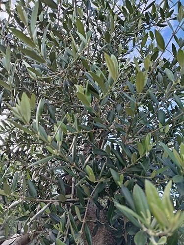 Olivo en Montemorelos, Nuevo León