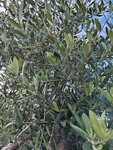 Olivo en Montemorelos, Nuevo León