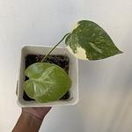 Monstera Thai Constellation