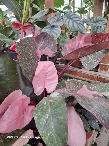 Philodendro Galaxy en Guadalupe, Nuevo León